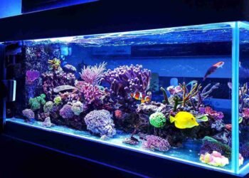 Aquarium Pflege