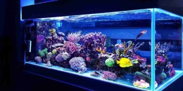 Aquarium Pflege