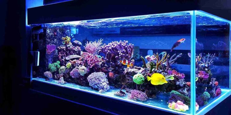 Aquarium Pflege