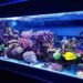 Aquarium Pflege