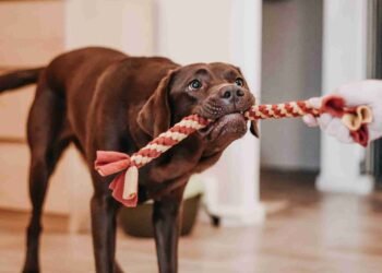 Hundespielzeug DIY