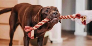 Hundespielzeug DIY