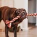 Hundespielzeug DIY